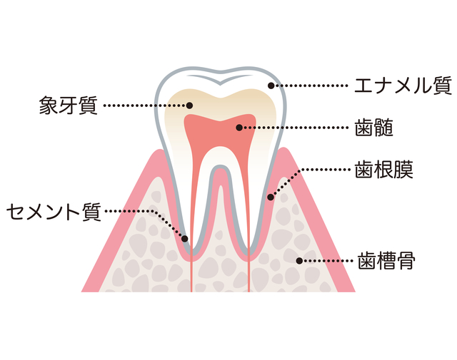 なぎさ歯科クリニック 根管治療とは？