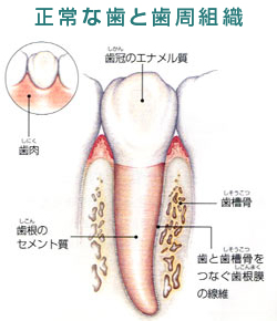 なぎさ歯科クリニック 歯周病とは？